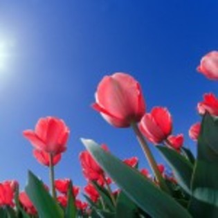 wallpaper_lalele-rosii-si-soare-150x150