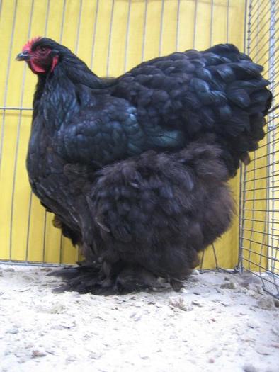 4_-_0,1_Cochin_schwarz - citeva poze