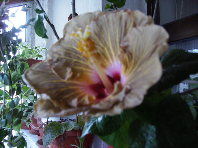 hibiscus in februarie 2011 - februarie 2011