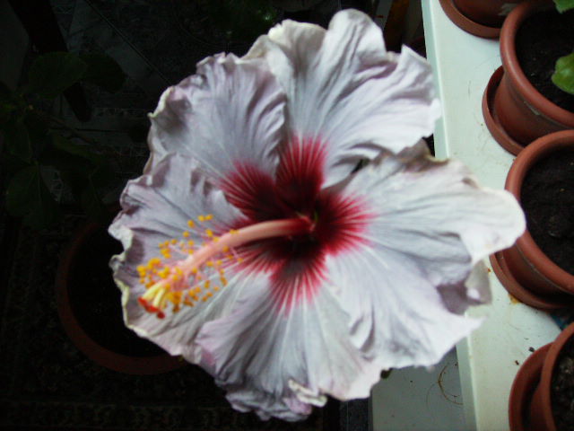 hibiscus februarie2011-2 - februarie 2011