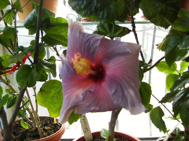 hibiscus februarie 2011-5 - februarie 2011