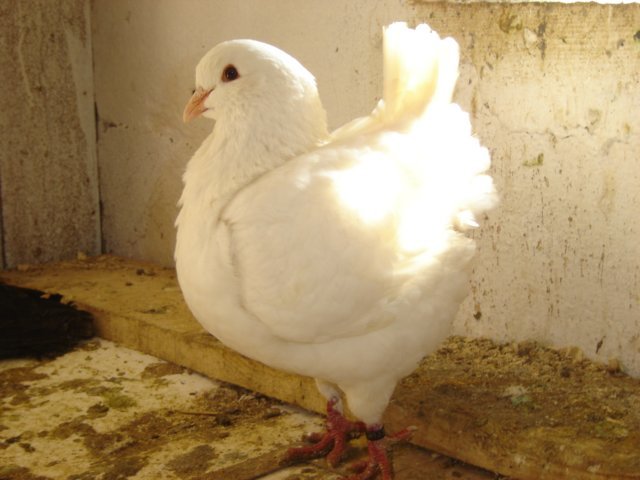 king_alb_femela_dsc07122