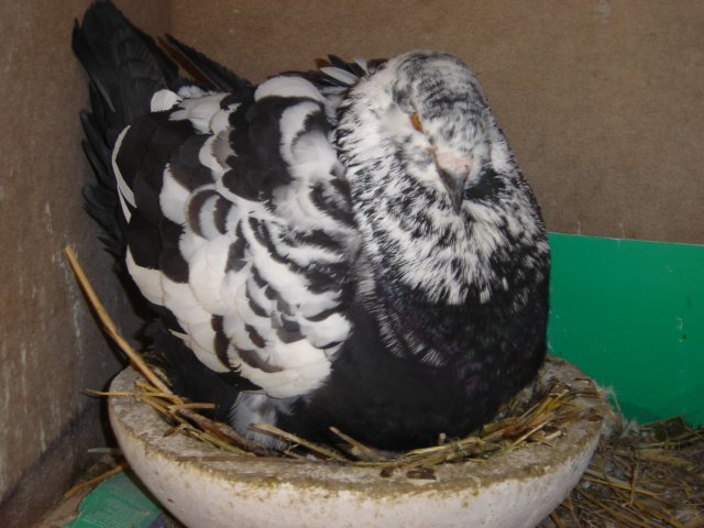 king_pestrit_pe_cuib_dsc07120