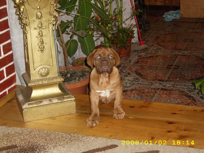 Picture 084 - dog de bordeaux