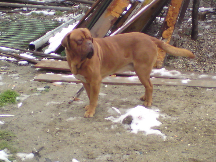 DSC00046 - dog de bordeaux