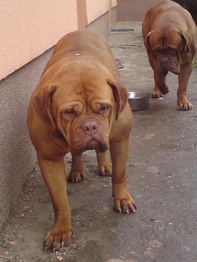 DSC00049 - dog de bordeaux