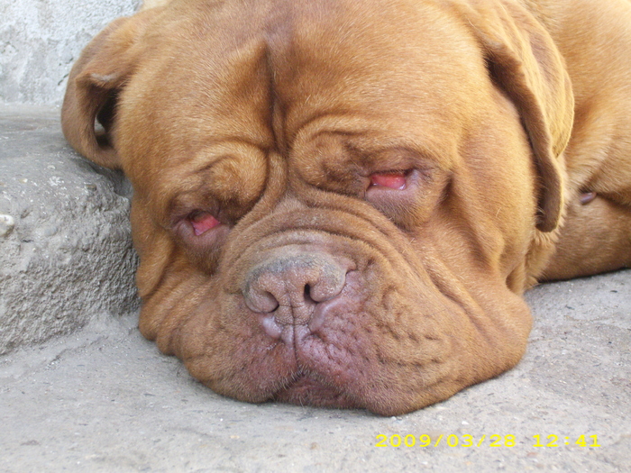 IMG_0043 - dog de bordeaux