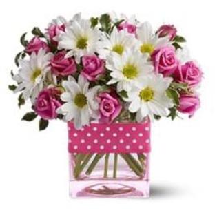 primavaraaaaaaaaaaaaaa