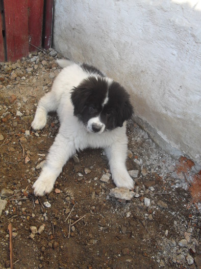 SDC18136 - 08-- Sheeva -- paznica de nadejde