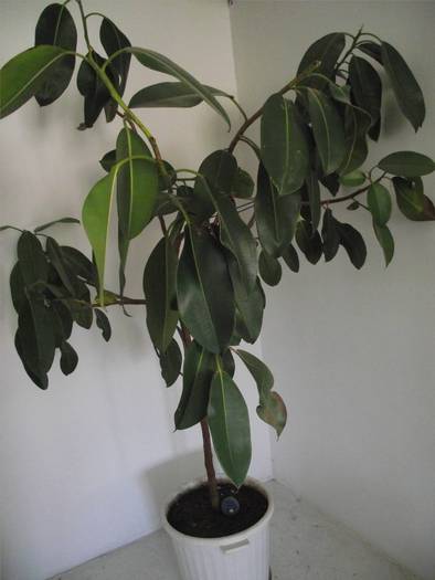 ficus