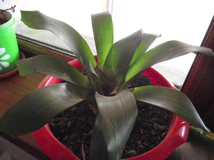 cred ca vrea sa moara