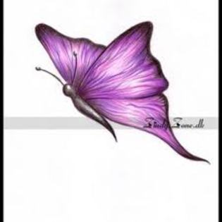 imagesCA88GDD4 - Butterfly