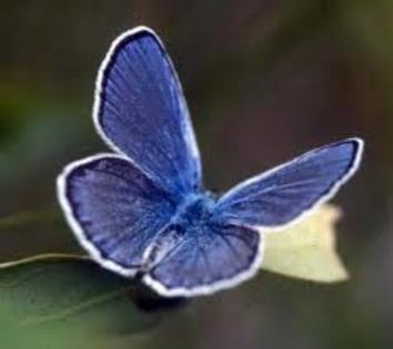 imagesCA4LRMYD - Butterfly