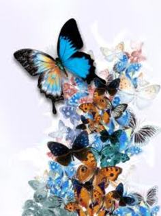 imagesCAJKGJ8R - Butterfly