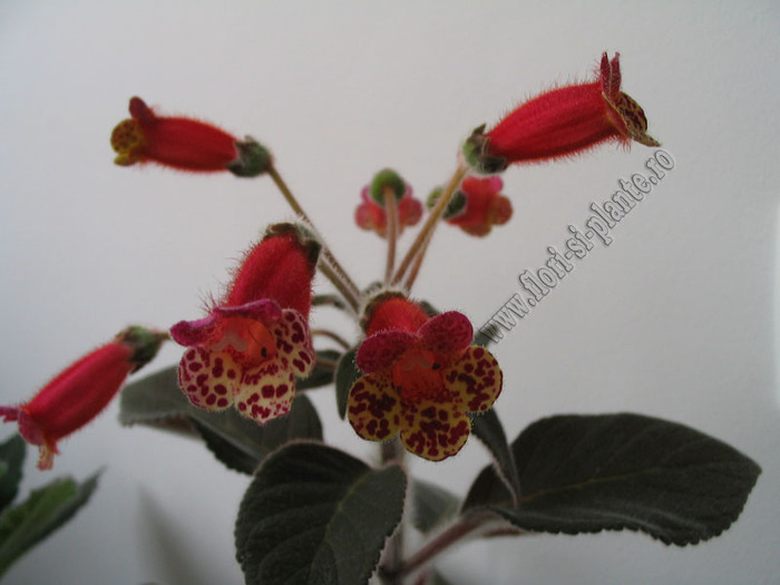 Kohleria Multifolia 7