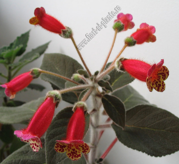 Kohleria Multifolia 8