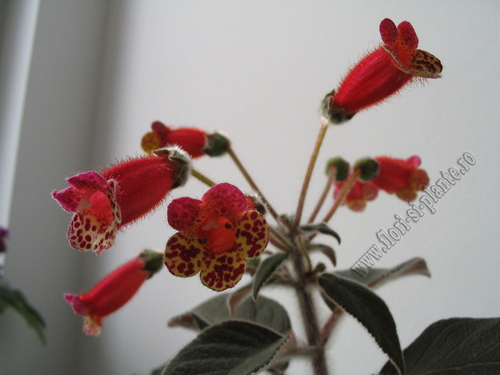 Kohleria Multifolia 9