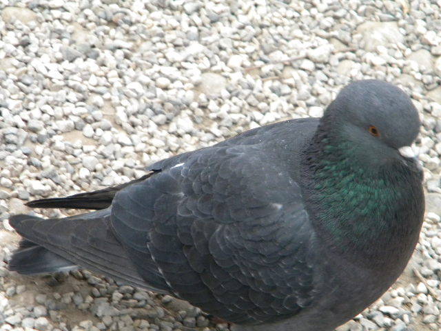 DSCN6714 - duminica-13_02_2011