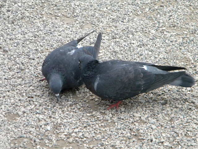 DSCN6721 - duminica-13_02_2011