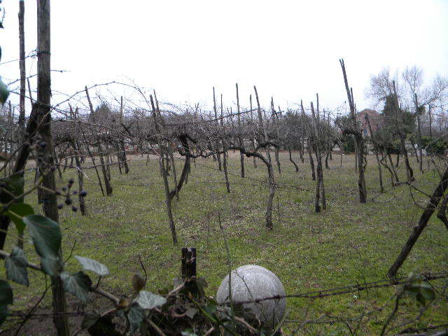 DSCN6812 - duminica-13_02_2011
