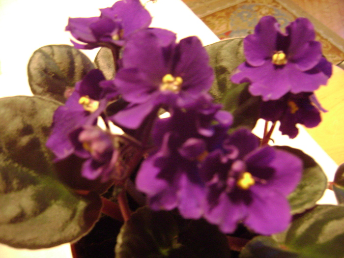 DSC05746 - violete