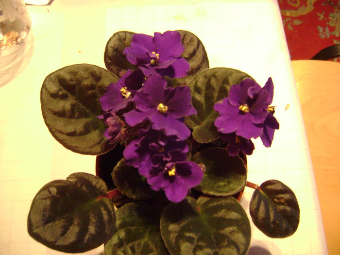 DSC05743 - violete