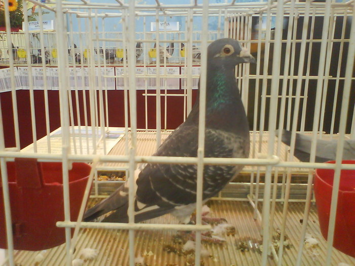 645111-06 m Loc 1 categ Fond palm 3 ani Expo TG 2010; Cretu Adrian - Caracal
