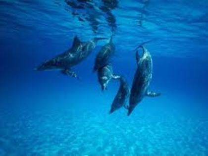 delfiny hawaieny - hawaii