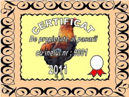 certificatgaini2 - Certificate care insotesc inelele