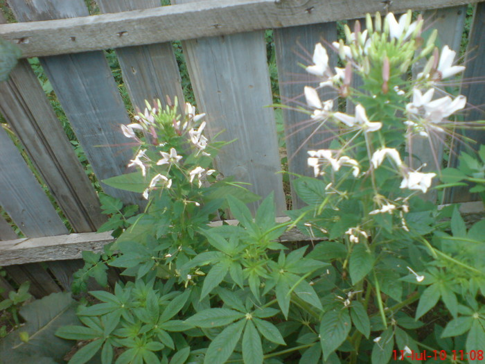 21620487_UZLCHHAFB - cleome