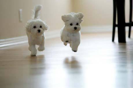 adorable-puppies
