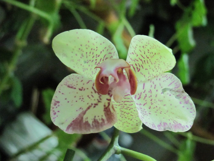 13 feb 2011 004 - Orhidee