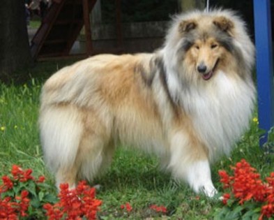 collie