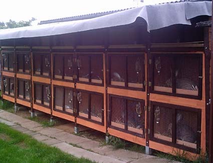 si sa locueasca in asa apartamente - 4atentie cind cumparati iepuri