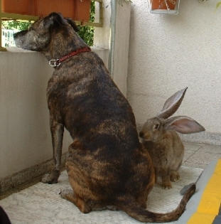 iepure cu bodyguard -campion - 4atentie cind cumparati iepuri