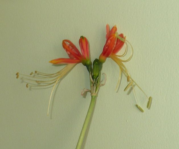 P1320579 - Eucrosia bicolor 2011