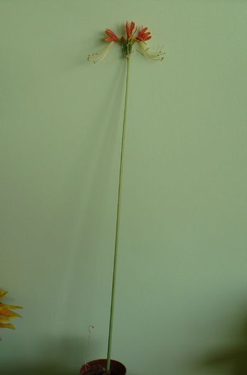 P1320595 - Eucrosia bicolor 2011