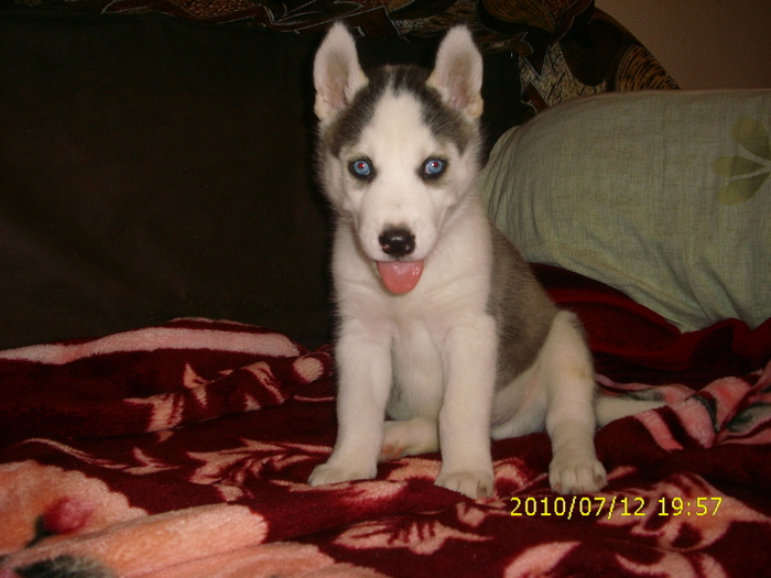 arthur - HUSKY SIBERIAN