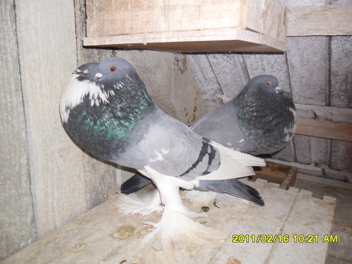 Picture 001 - porumbeii din crescatoria mea