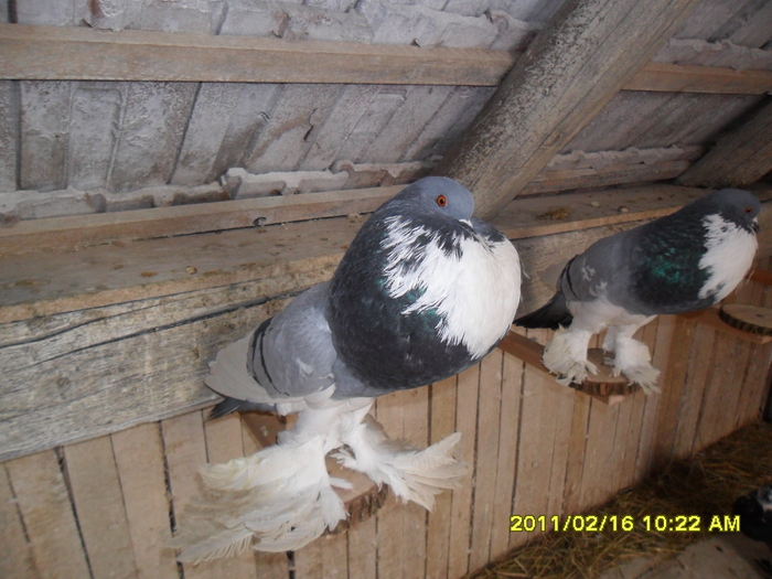 Picture 002 - porumbeii din crescatoria mea