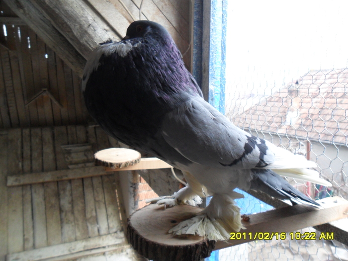 Picture 003 - porumbeii din crescatoria mea
