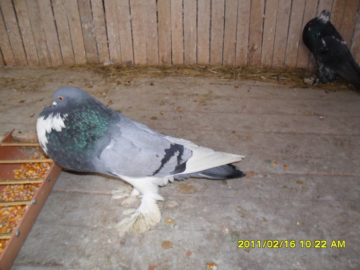 Picture 004 - porumbeii din crescatoria mea