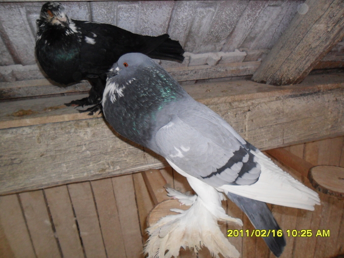 Picture 005 - porumbeii din crescatoria mea