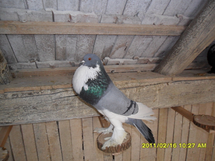 Picture 008 - porumbeii din crescatoria mea