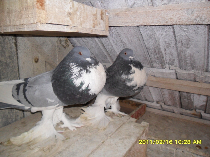 Picture 011 - porumbeii din crescatoria mea