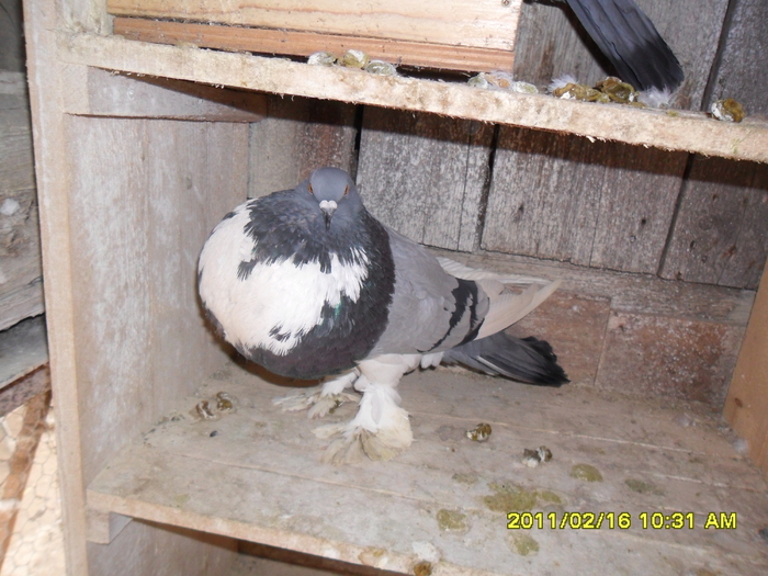 Picture 015 - porumbeii din crescatoria mea
