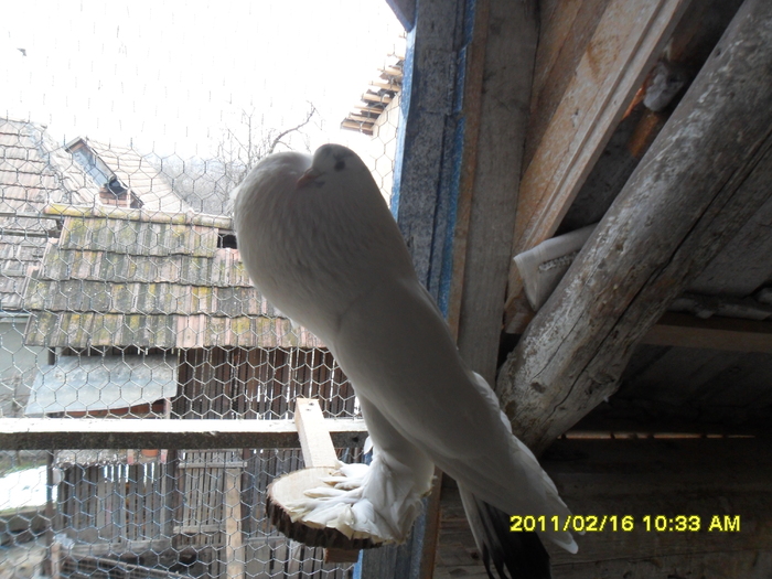 Picture 020 - porumbeii din crescatoria mea