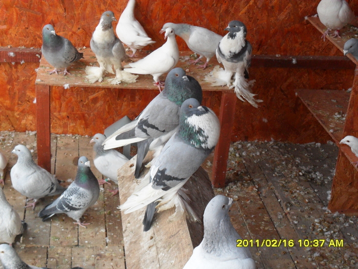 Picture 025 - porumbeii din crescatoria mea