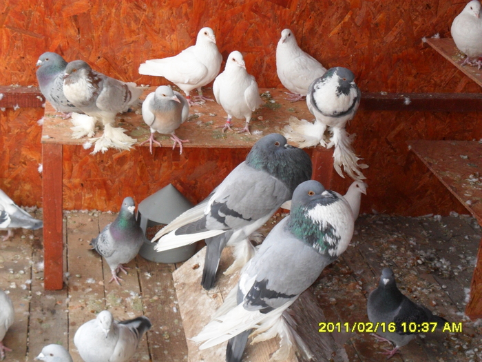 Picture 028 - porumbeii din crescatoria mea