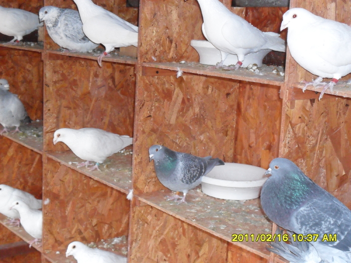 Picture 029 - porumbeii din crescatoria mea